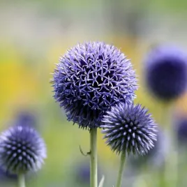 przegorzan-kulisty-do-ogrodu-i-bukietow-echinops-spherocephalus-20-nasion