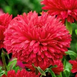 aster-chryzantemowy-wysoki-plomien-callistephus-chinensis-500-nasion