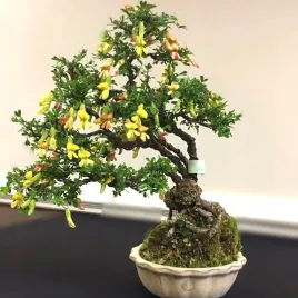 karagana-syberyjska-caragana-arborescens-na-bonsai-i-nie-tylko-10-nasion