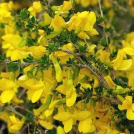 karagana-syberyjska-dla-pszczol-i-zapylaczy-caragana-arborescens-nasiona