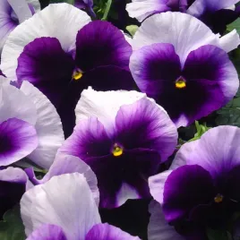 bratek-wielkokwiatowy-lord-fioletowo-bialy-viola-x-wittrockiana-150-nasion