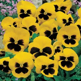 bratek-wielkokwiatowy-zolty-z-plama-viola-x-wittrockiana-150-nasion