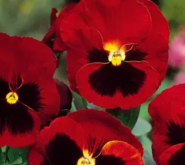 bratek-wielkokwiatowy-czerwony-z-plama-viola-x-wittrockiana-150-nasion