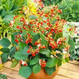 fasola-ozdobna-pnaca-mix-z-jadalnymi-stronkami-phaseolus-coccineus-nasiona