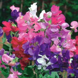 groszek-pachnacy-pnacy-mix-kolorow-lathyrus-odoratus-40-nasion