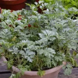 bylica-piolun-artemisia-absinthium-ziolo-do-domu-i-ogrodu-1000-nasion