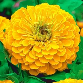 cynia-wytworna-daliowa-canary-bird-zolta-zinnia-elegans-dahliaeflora