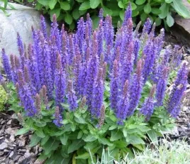 szalwia-omszona-odporna-na-susze-i-miododaja-salvia-nemorosa-nasiona