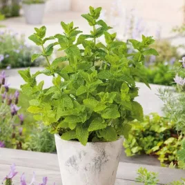mieta-klosowa-wyjatkowy-aromat-do-domu-i-ogrodu-mentha-spicata-l-nasiona