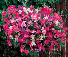 groszek-pachnacy-karlowy-pink-cupid-kupidyn-lathyrus-odoratus-nasiona