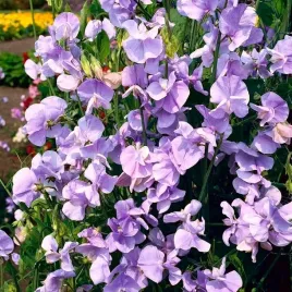 groszek-pachnacy-hrabina-cadogan-pnacze-lathyrus-odoratus-nasiona-14-szt