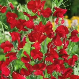 groszek-pachnacy-kenneth-pnacy-lathyrus-odoratus-nasiona-14-sztuk