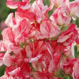 groszek-pachnacy-old-spice-america-pnacy-lathyrus-odoratus-nasiona-14-szt