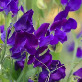 groszek-pachnacy-royal-navy-blue-pnacy-lathyrus-odoratus-nasiona-14-sztuk