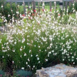 mrozoodporna-gaura-biala-oenonthera-lindheimeri-40-nasion-do-ogrodu