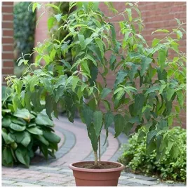 aromatyczny-eukaliptus-cytrynowy-odstrasza-muchy-i-komary-nasiona-20-sztuk