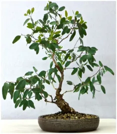 na-bonsai-eukaliptus-cytrynowy-eucalyptus-citriodora-nasiona-20-sztuk