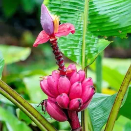 mrozoodporny-bananowiec-rozowy-karlowaty-musa-velutina-nasiona-5-sztuk