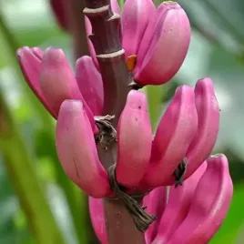 bananowiec-rozowy-karlowaty-o-jadalnych-slodkich-rozowych-owocach-nasiona