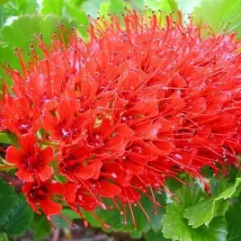 rzadka-kwiat-poludniowoa-greyia-sutherlandii-do-domu-5-nasion