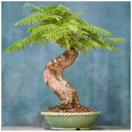 na-bonsai-plomien-madagaskarski-delonix-decaryi-gatunek-kolekcjonerski