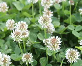 miododajna-koniczyna-biala-euromic-mikrokoniczyna-trifilium-repens-l-100g