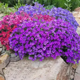 zagwin-ogrodowy-fioletowy-100-nasion-aubrieta-deltoidea-na-skalniak