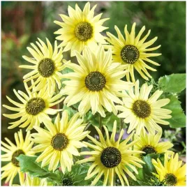 slonecznik-ozdobny-italian-green-heart-helianthus-debilis-nasiona-50-szt