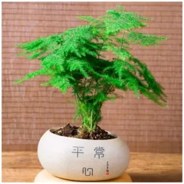 las-w-sloiku-szparag-pierzasty-asparagus-setaceus-nasiona-10-sztuk