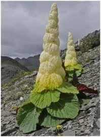rabarbar-szlachetny-rheum-nobile-niezwykla-rzadka-roslina-2-nasiona