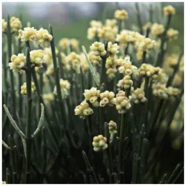 rzadka-ephedra-retanilla-ephedra-retanilla-gatunek-kolekcjonerski-nasiona