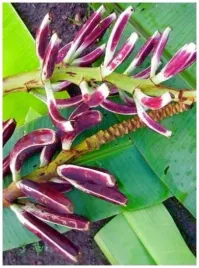 bananowiec-bagienny-musa-campestris-var-campestris-nasiona-1-sztuka