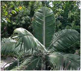 palma-huraganowa-palma-ksiezycowa-dictyosperma-album-2-nasiona
