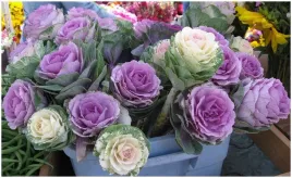 kapusta-ozdobna-lodygowa-sunrise-na-bukiety-i-do-wazonu-nasiona-10-sztuk