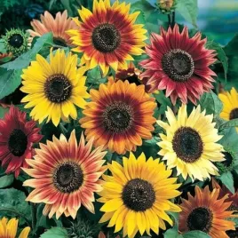 slonecznik-ozdobny-kwiatowy-helianthus-annuus-mix-kolorow-1-kg-nasion