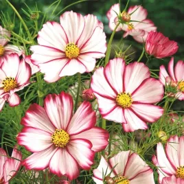 onetek-kosmos-picotee-cosmos-bipinnatus-nasiona-50-sztuk