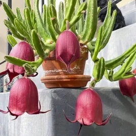 stapelia-leendertziae-czyli-padlinozerny-kwiat-leendertza-4-nasiona