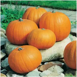 dynia-olbrzymia-bambino-cucurbita-maxima-duchesne-nasiona-20-sztuk