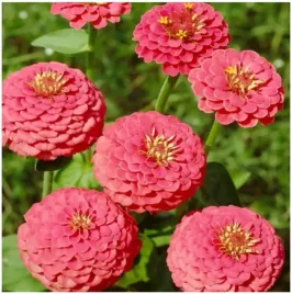 cynia-daliowa-rozowa-zinnia-elegans-dahl-fl-pl-nasiona-100-sztuk