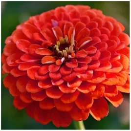 cynia-daliowa-czerwona-zinnia-elegans-dahl-fl-pl-nasiona-100-sztuk
