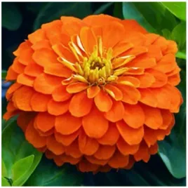 cynia-daliowa-pomaranczowa-zinnia-elegans-dahl-fl-pl-nasiona-100-sztuk