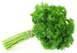 pietruszka-naciowa-kedzierzawa-moss-curled-2-caloroczna-nasiona-1000-sztuk