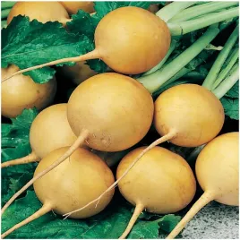 rzepa-jadalna-golden-ball-pyszny-korzen-oraz-liscie-nasiona-6000-sztuk