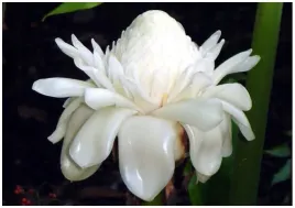 etlingera-wyniosla-biala-roza-etlingera-elatior-white-nasiona-4-sztuki