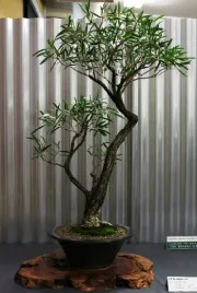 eukaliptus-rozowy-eucalyptus-leucoxylon-rosea-do-domu-i-na-taras-5-nasion