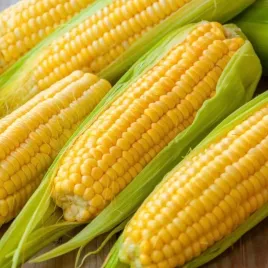 kukurydza-cukrowa-zlota-karlowa-snf-slodka-i-smaczna-nasiona-100-sztuk