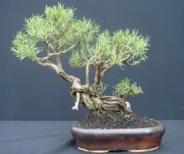 rozmaryn-lekarski-rosmarinus-officinalis-naasiona-na-bonsai-50-sztuk