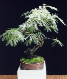 mimoza-biala-leucaena-leucocephala-10-nasion