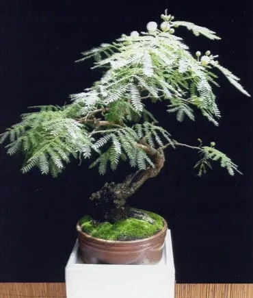 mimoza-biala-leucaena-leucocephala-10-nasion-wiek-w-latach-0