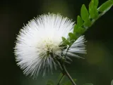 mimoza-biala-leucaena-leucocephala-10-nasion-wiek-w-latach-0